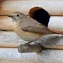 Птицы кировской области