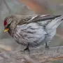 Птицы Кировской Области
