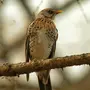 Птицы кировской области
