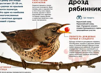 Птицы новосибирской области
