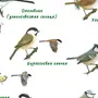 Птицы Новосибирской Области
