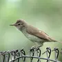 Птицы Новосибирской Области