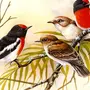 Птицы картинки нарисованные