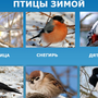 Птицы Сибири С Названиями Зимой