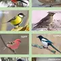 Птицы сибири с названиями зимой
