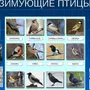 Птицы Сибири С Названиями Зимой