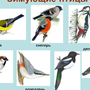 Птицы сибири с названиями зимой