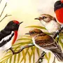 Птицы На Ветке Картинки Для Детей