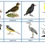Картинки птицы для детского сада
