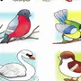 Картинки Птицы Для Детского Сада