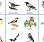 Картинки птицы для детского сада