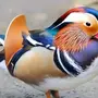 Птица мандаринка