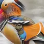 Птица Мандаринка