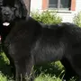 Ньюфаундленд собака