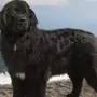Ньюфаундленд Собака
