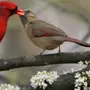 Весенние птицы картинки