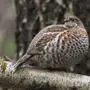 Птицы калужской области
