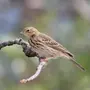 Птицы западной сибири