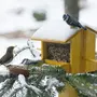 Птиц В Кормушке Зимой