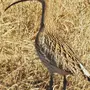 Картинки птица кроншнеп
