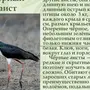 Птицы псковской области
