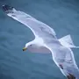 Картинки птица чайка