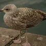 Птицы санкт петербурга с названиями