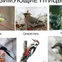 Птицы Кузбасса