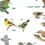 Птицы Рязанской Области С Названиями