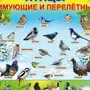 Птицы рязанской области с названиями