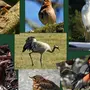 Птицы рязанской области с названиями