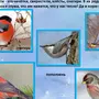 Птицы средней полосы зимующие