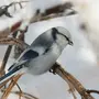 Птицы средней полосы зимующие