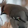 Клест птица с хохолком