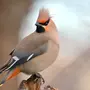 Клест птица с хохолком