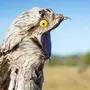 Картинки птица козодой