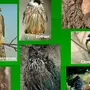 Птицы кемеровской области с названиями