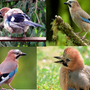 Птицы кемеровской области с названиями