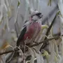 Птицы Поволжья