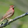 Певчие Птицы