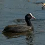Водоплавающие птицы