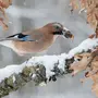 Сойка Птица Зимой