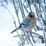 Сойка птица зимой