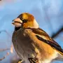 Птицы владимирской области