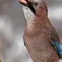 Птицы владимирской области