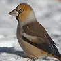 Птицы Алтайского Края