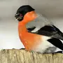 Птицы Алтайского Края