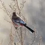 Птицы алтайского края