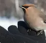 Птицы Удмуртии