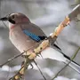 Птицы Карелии